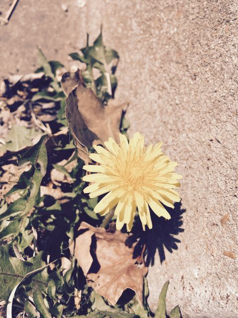 Close-up view of a single yellow dandelion growing beside a concrete surface, surrounded by green leaves and a dry leaf. Ideal for use in nature-themed content, gardening blogs, and educational materials about plants and flowers.