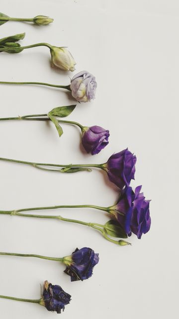 This image captures flowers at different blooming stages, laid out in a row against a white background. Color transition from purple to white symbolizes growth and development. Ideal for educational materials, botanical studies, gardening websites, and floral-themed projects.