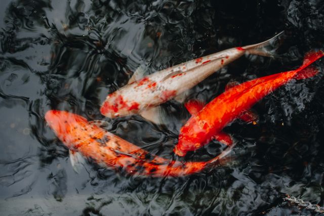 Colorful Koi Fish Swimming in Pond - Download Free Stock Photos Pikwizard.com