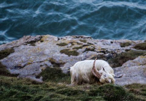 Mountain goat grazing on cliffside by the ocean