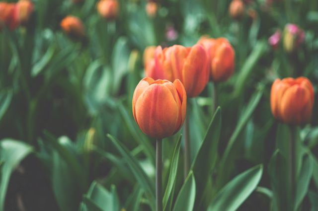 A captivating close-up of vibrant orange tulips blooming amidst lush green leaves. This image is perfect for portraying the beauty of spring, nature's renewal, or gardening themes. Ideal for websites, posters, social media posts, and advertisements promoting outdoor activities, botanical studies, or floral arrangements.