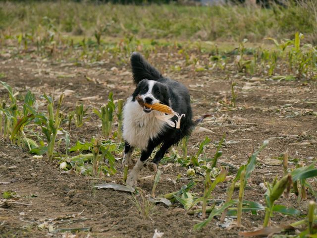 Border Collie Running with Corn Cob in Farm Field - Download Free Stock Photos Pikwizard.com