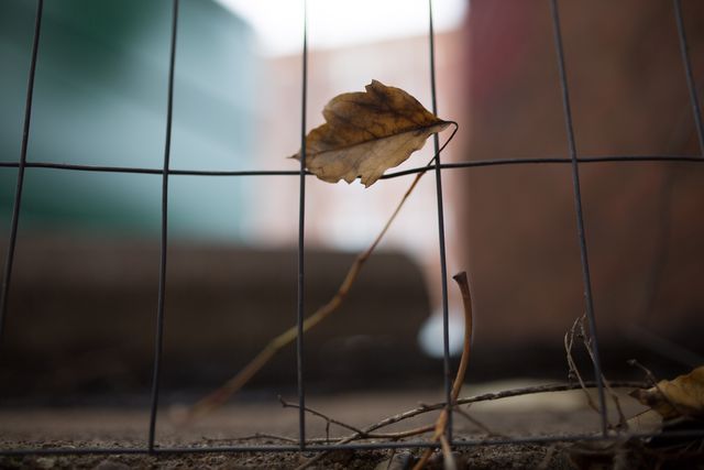 Brown autumn leaf stuck on urban metal fence in city. Represents change of seasons, isolation, and urban nature. Ideal for concepts of solitude, decay, and urban settings in presentations and visual media projects.