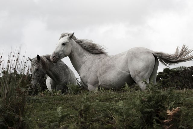 White horses are grazing in a green meadow with a backdrop of a cloudy sky. This serene and natural scene is suitable for use in nature conservation materials, outdoor lifestyle blogs, countryside tourism brochures, and animal welfare campaigns.