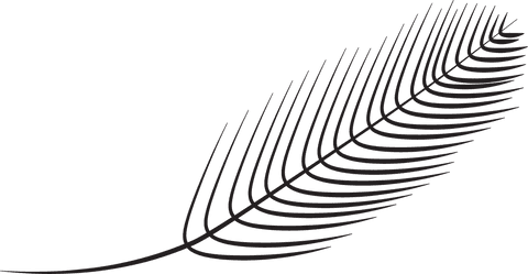 black feather illustration on transparent background - Download Free Stock Videos Pikwizard.com