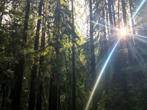 Sunlight Filtering Through Tall Redwood Trees in Forest