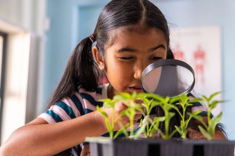 Indian schoolgirl examining seedlings with magnifying glass in classroom science activity