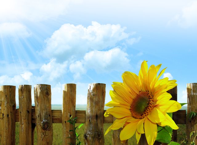 Vibrant Sunflower against Wooden Fence under Clear Blue Sky - Download Free Stock Photos Pikwizard.com