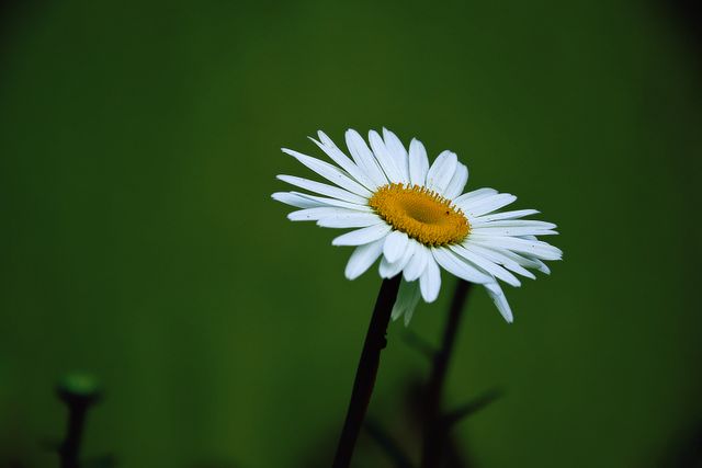 Yellow and White Daisy Flower - Download Free Stock Photos Pikwizard.com