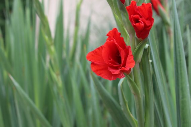 Vibrant Red Gladiolus Blooms Among Green Foliage - Download Free Stock Photos Pikwizard.com