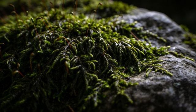 Macro close-up of glossy moss clinging to weathered rock with delicate sporophytes