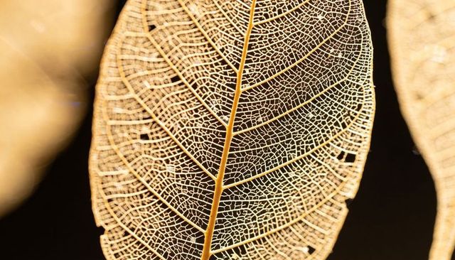 Golden skeleton leaf macro revealing intricate vein lacework and translucent texture detail