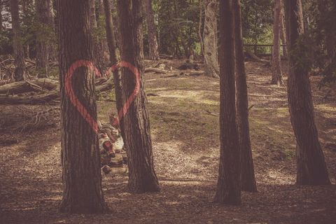 Heart symbol on tree trunk in serene woodland