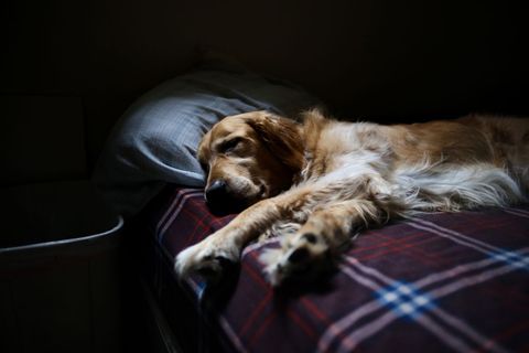 Golden Retriever Dog Sleeping Peacefully on Bed