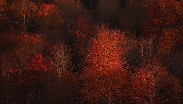Vibrant autumn foliage in dense deciduous forest