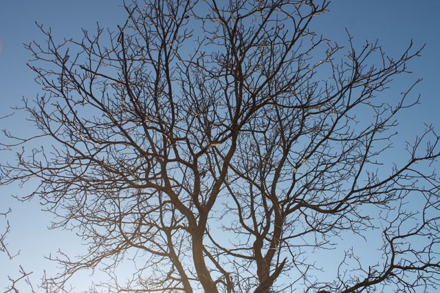 This image captures the intricate silhouette of bare tree branches against a clear blue sky, symbolizing winter's essence and natural simplicity. Ideal for use in nature-themed projects, seasonal posts, environmental campaigns, or as a minimalist and tranquil background.