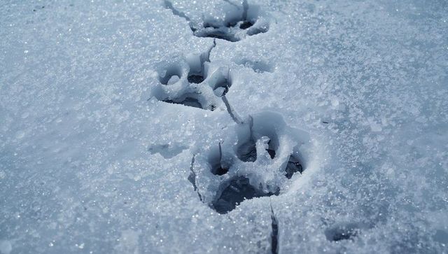 Canine paw prints cutting icy snow trail with frosted ice rims and granular crystals