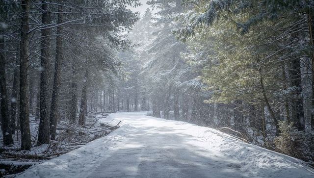 Sunlit winding snowy trail through evergreen forest with falling snowflakes and solitude