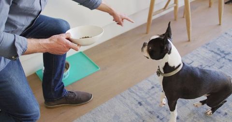 Man training boston terrier at home with food