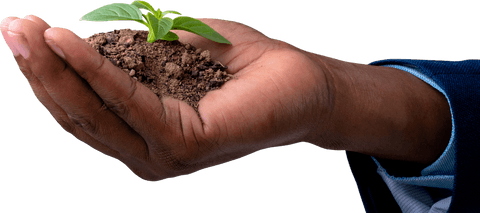 Transparent Businessman's Hand Holding Plant Seedling Close-Up