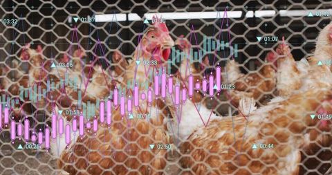Brown hens pecking in crowded coop with overlaid market analytics and financial charts