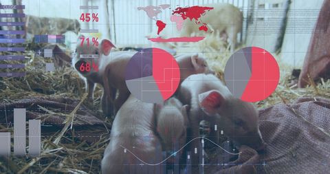 Financial Data Visualization on Farm with Piglets - Download Free Stock Images Pikwizard.com