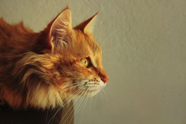 Ginger cat captured in warm light, highlighting its majestic fur and profile. Perfect for use in pet advertisements, animal articles, or as wall art for animal lovers.