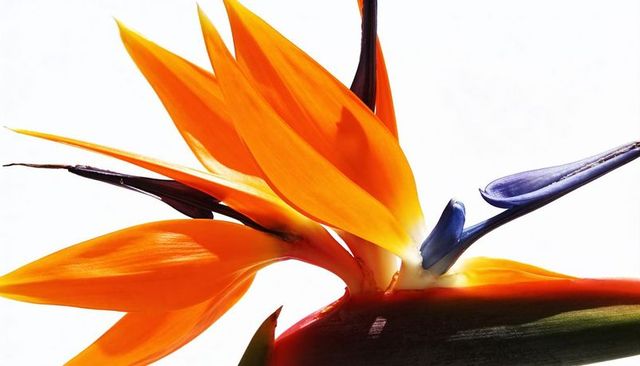 Bird of Paradise Strelitzia Macro White Background Showing Vibrant Orange Sepals Blue Petal