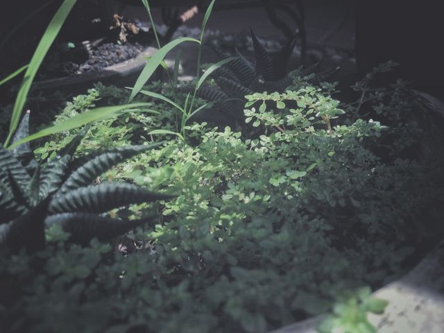 Lush Greenery and Succulents in Natural Light - Download Free Stock Photos Pikwizard.com