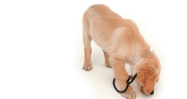 A golden retriever puppy is curiously sniffing a stethoscope on a white background, with copy space. Its playful investigation suggests a light-hearted approach to veterinary care or pet health.
