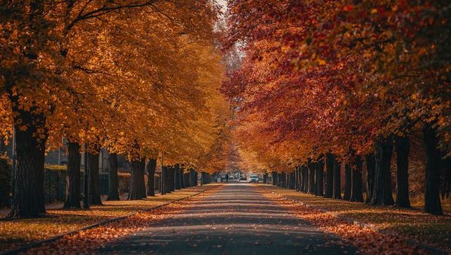 Tree-Lined Avenue Showcasing Vibrant Autumn Foliage