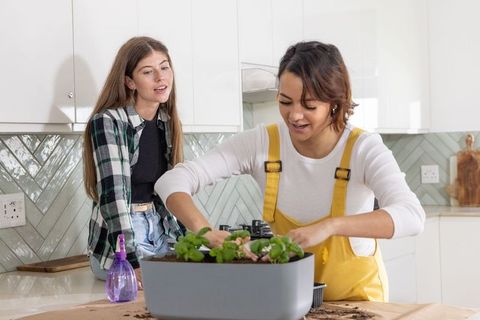 Women planting herbs in modern kitchen, indoor gardening, home teamwork lifestyle