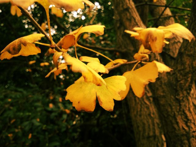 Golden yellow leaves in close-up display in autumn on tree branches. Suitable for nature-themed content, seasonal promotions, botanical studies, and environmental awareness campaigns.