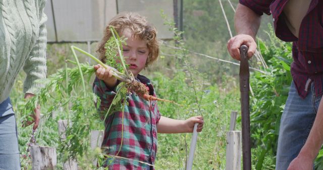 Family harvesting carrots in an organic garden. The child proudly holds up freshly harvested carrots, showing engagement and curiosity in garden activities. This video can be used for articles on sustainable living, family bonding through gardening, healthy eating, and rural lifestyles. Ideal for websites, blogs and advertisements promoting organic farming, homesteading, and outdoor family activities.