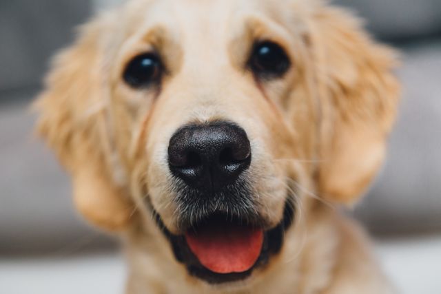 Close-up view of a cute golden retriever puppy smiling with its tongue out. Perfect for use in pet-related marketing materials, cheerful greeting cards, animal welfare promotions, or blogs about dogs and pets. Great for emphasizing the friendly and adorable nature of golden retrievers.