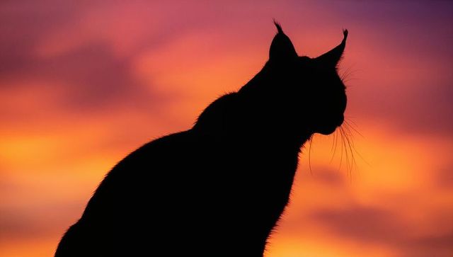 Perched cat silhouette against fiery sunset sky showcasing tufted ears and long whiskers