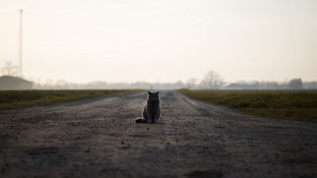 A lone cat sitting on a deserted dirt road during a misty early morning in the countryside. The image captures a serene and calm atmosphere with the cat as the focal point amidst the wide expanse. Ideal for use in projects depicting tranquility, solitude, rural scenery, or contemplative moments. Can be used in websites, blogs, pet care articles, and nature themed presentations.