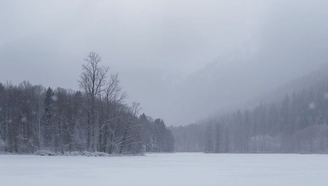 Misty winter valley with frozen lake, bare deciduous trees and snow-covered pines under falling snow