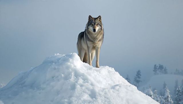 Gray Wolf Standing on Snowy Ridge in Winter Taiga, Lone Canis lupus Surveying Landscape