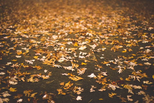 Beautiful autumn leaves covering the ground, showcasing a mix of golden and earthy tones. This image is perfect for seasonal promotions, nature-themed designs, and backgrounds in presentations or advertisements celebrating autumn. Ideal for use in greeting cards, website banners, and various marketing materials that highlight the beauty of fall.