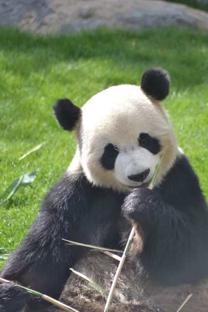 Adorable Giant Panda Eating Bamboo in Outdoor Habitat - Download Free Stock Photos Pikwizard.com