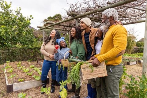 Multigenerational african american family harvesting in backyard garden with raised beds