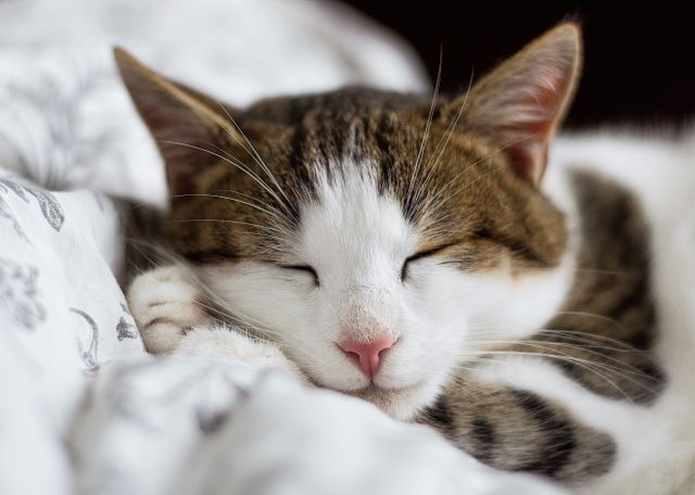 Close-Up of a Cat Sleeping Peacefully on Blanket - Download Free Stock Photos Pikwizard.com