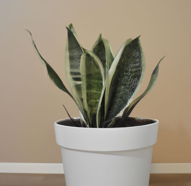 A healthy snake plant in a sleek white pot. The plant's vibrant green, sword-like leaves with variegated patterns bring a touch of nature into a contemporary setting. This image is well-suited for promoting home decor, gardening, indoor plant care, and minimalist lifestyle themes.