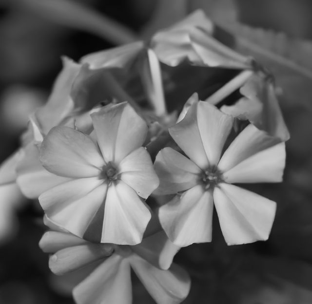Close-up image of garden flowers in black and white showcasing details of petals and blooms. Suitable for use in nature-themed designs, botanical illustrations, art projects, or photo projects requiring flower imagery with a classic monochrome aesthetic.
