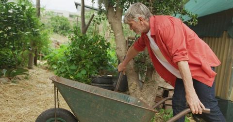 Senior Man Gardening with Wheelbarrow and Fork in Lush Backyard