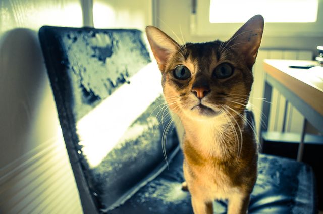 Curious Abyssinian Cat Looking into Camera in Sunlit Room - Download Free Stock Photos Pikwizard.com