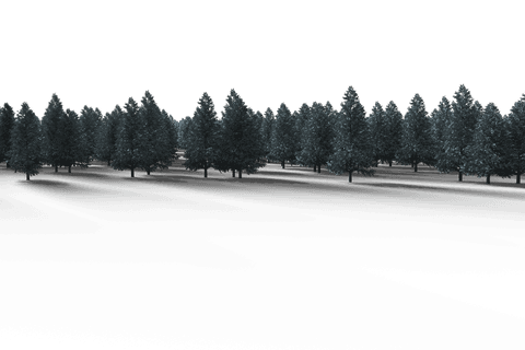 Transparent Winter Forest with Evergreen Pine Trees - Download Free Stock Videos Pikwizard.com