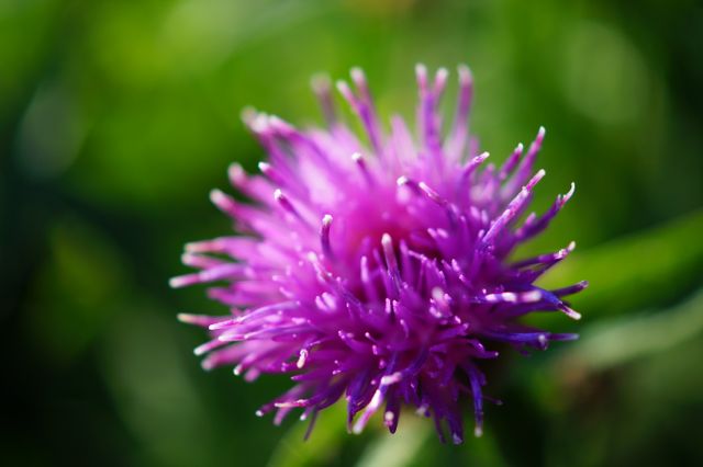 Beautiful vibrant purple wildflower in full bloom with green background. Perfect for nature-themed designs, floral print materials, gardening websites, or spring-related projects showcasing the beauty of natural flora.