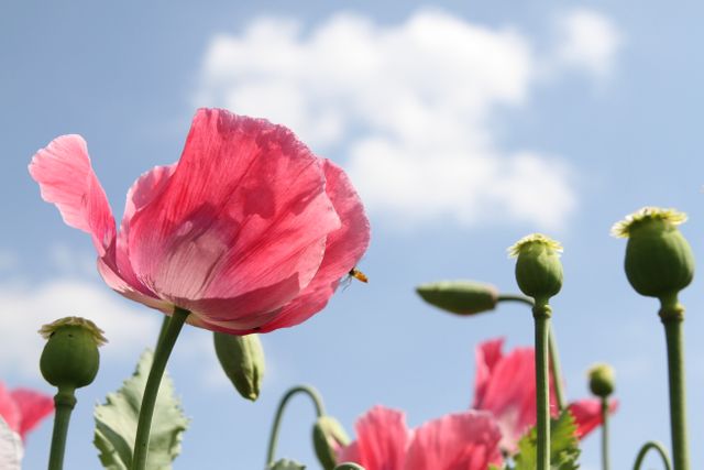 Beautiful Pink Poppy Flowers Blooming Against Clear Blue Sky - Download Free Stock Photos Pikwizard.com